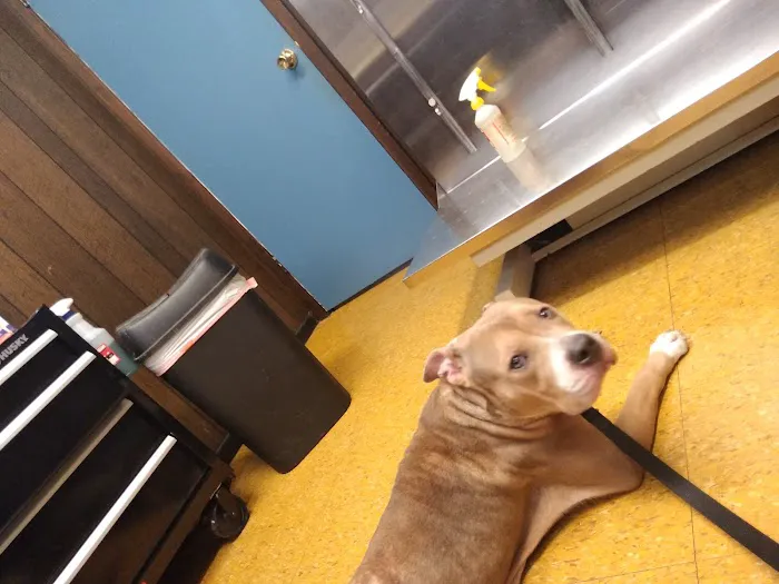 Southeast Animal Clinic Picture 1