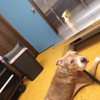 Southeast Animal Clinic ico