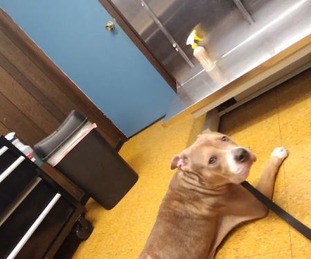Southeast Animal Clinic