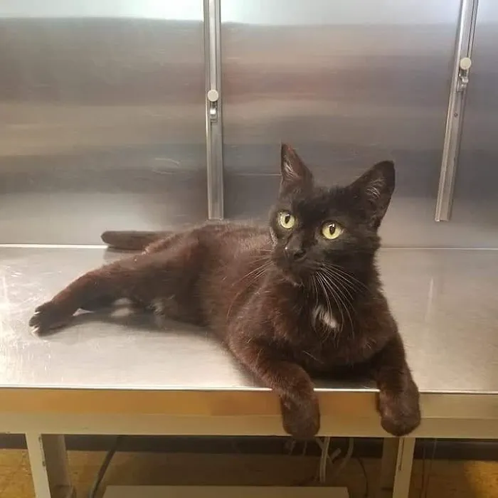 Southeast Animal Clinic Picture 6
