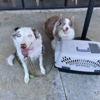 Emancipet ico