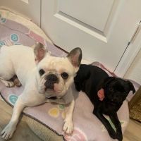 Richey Animal Clinic ico