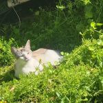 VCA Animal Emergency Hospital Southeast