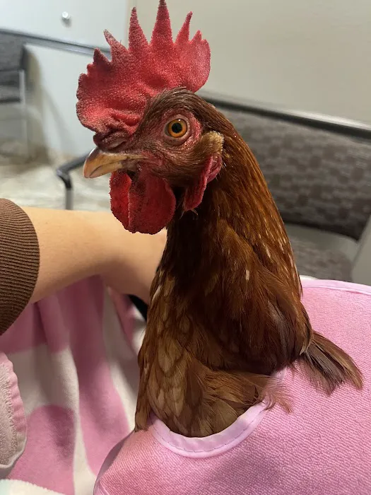 VCA Animal Emergency Hospital Southeast Picture 5