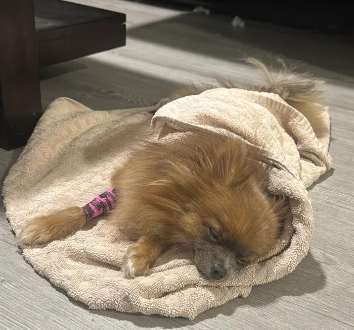 VCA Animal Emergency Hospital Southeast Picture 2