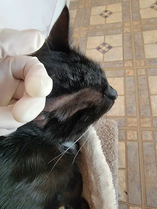 VCA Animal Emergency Hospital Southeast Picture 8
