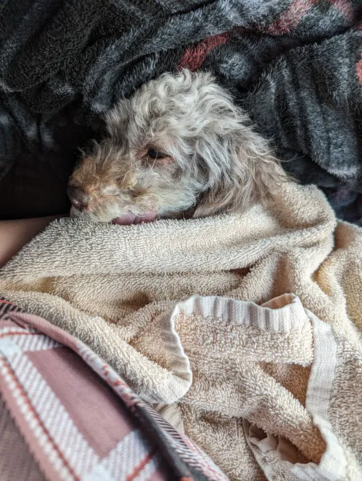 VCA Animal Emergency Hospital Southeast Picture 9