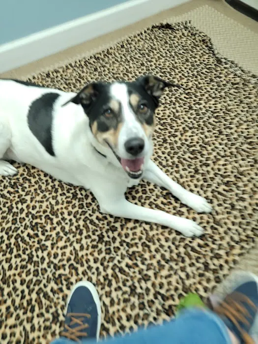 Veterinary Chiropractic and Rehabilitation Clinic Picture 4