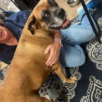 Veterinary Chiropractic and Rehabilitation Clinic ico