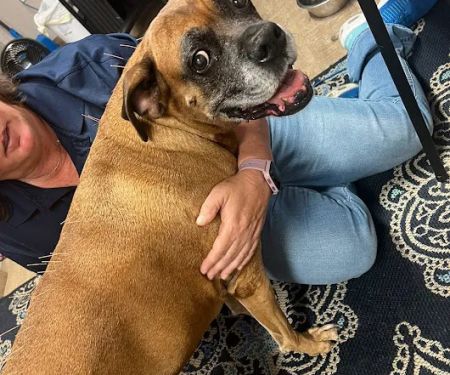 Veterinary Chiropractic and Rehabilitation Clinic