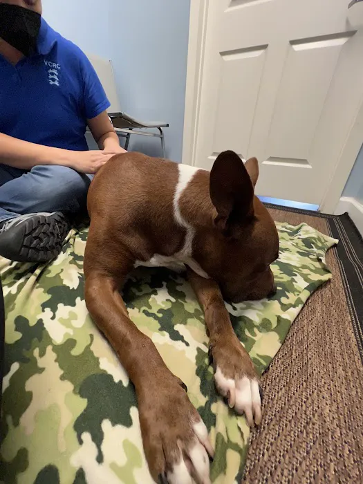 Veterinary Chiropractic and Rehabilitation Clinic Picture 8