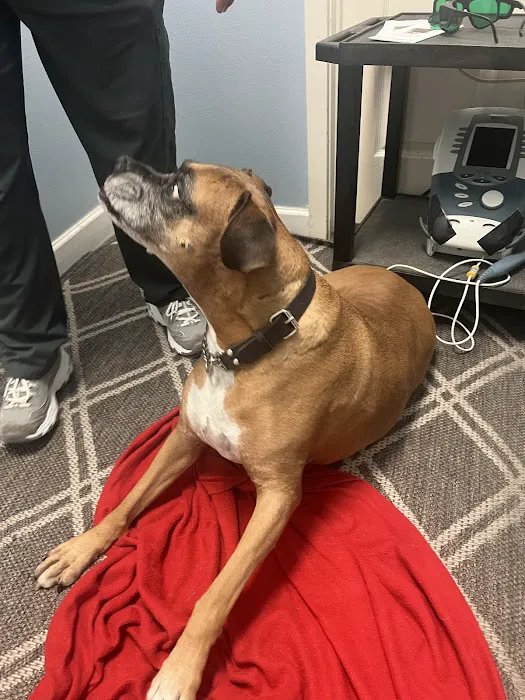 Veterinary Chiropractic and Rehabilitation Clinic Picture 5