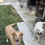 Bullard Marks Veterinary Medical Center