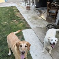 Bullard Marks Veterinary Medical Center ico