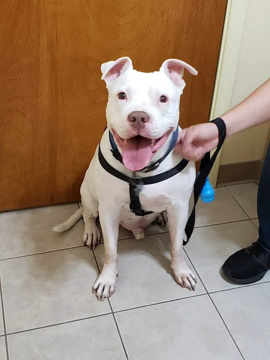 Bullard Marks Veterinary Medical Center Picture 7