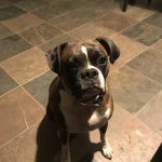 Family Pet Hospital