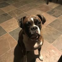 Family Pet Hospital ico