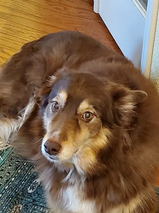 Family Pet Hospital Picture 3