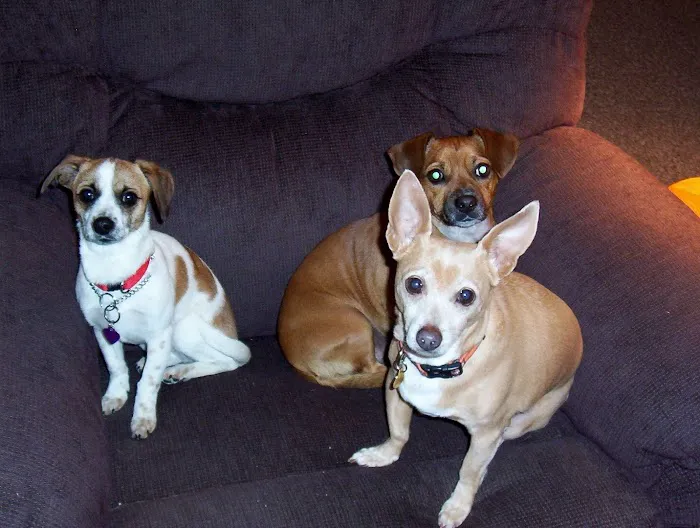 Family Pet Hospital Picture 5
