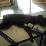 Clovis Equine Clinic