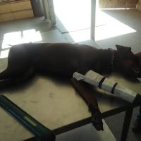 Clovis Equine Clinic ico