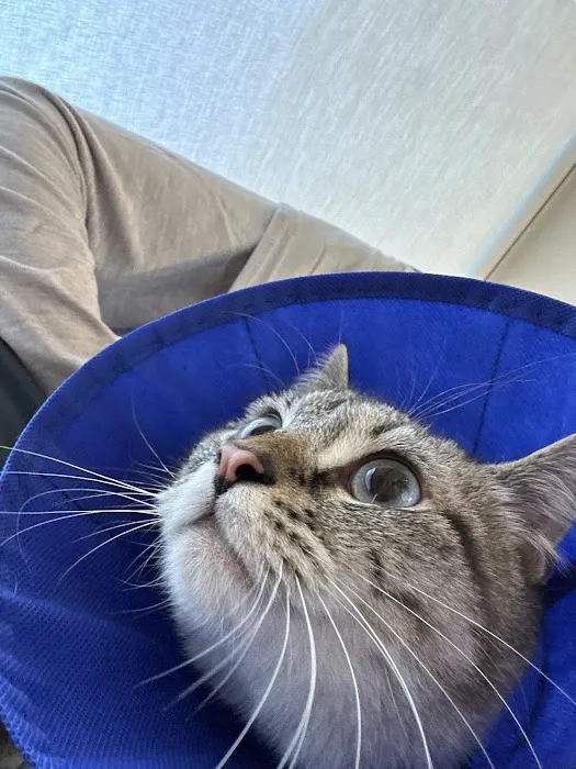 Shepherd Pet Hospital Picture 1