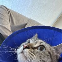 Shepherd Pet Hospital ico