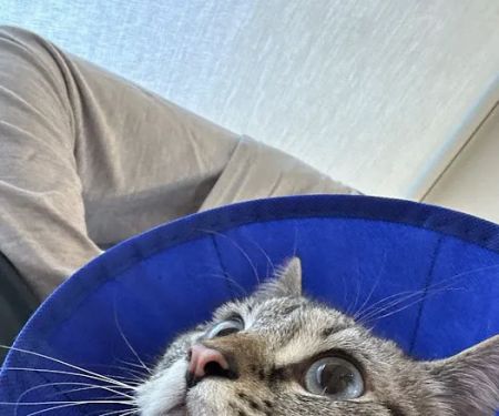 Shepherd Pet Hospital