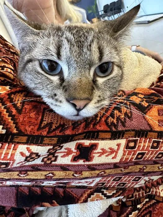 Shepherd Pet Hospital Picture 2