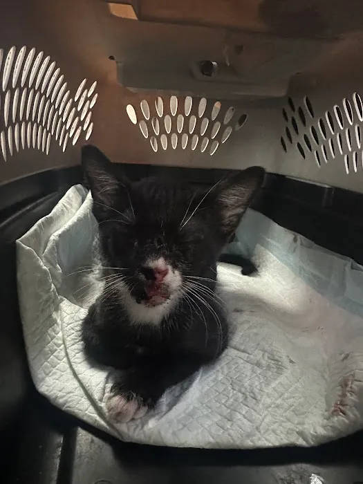Shepherd Pet Hospital Picture 5