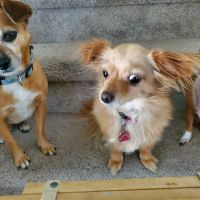 Waterhouse Animal Hospital ico