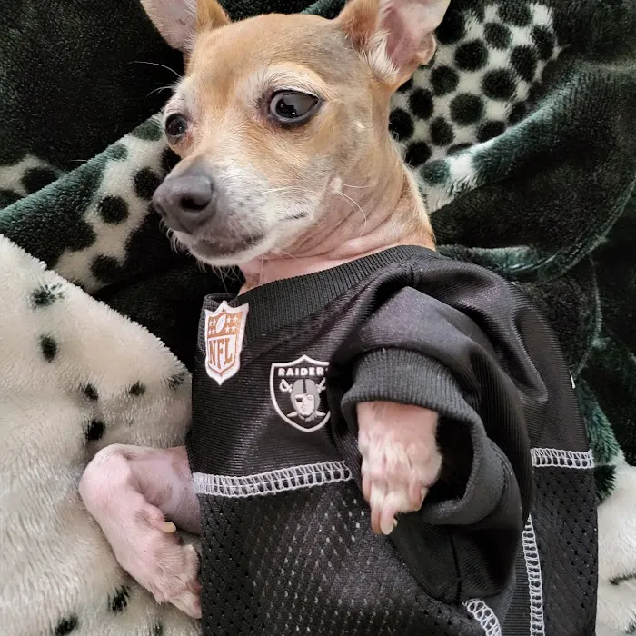 El Camino Veterinary Hospital Picture 3