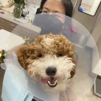 El Camino Veterinary Hospital ico