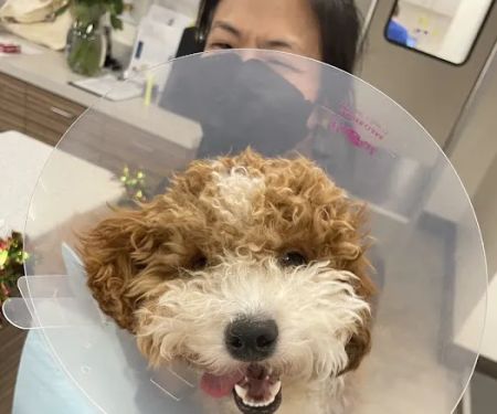 El Camino Veterinary Hospital