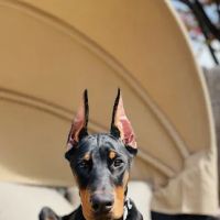 Watt Avenue Pet Hospital ico