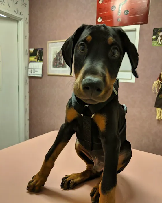 Watt Avenue Pet Hospital Picture 7