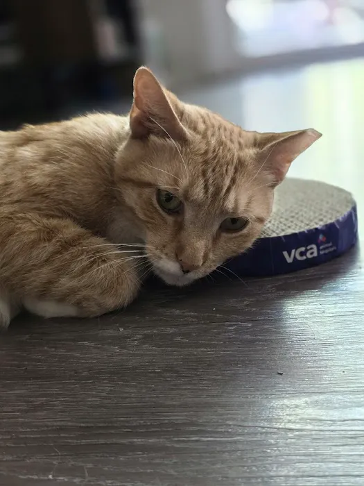 VCA La Riviera Animal Medical Center Picture 5