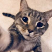 VCA Country Oaks Animal Hospital ico