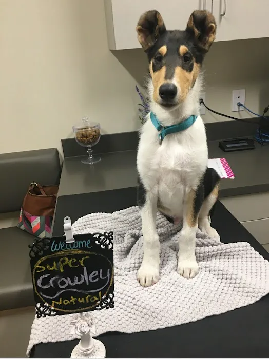 VCA Country Oaks Animal Hospital Picture 5