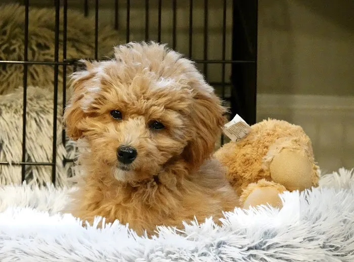 VCA Country Oaks Animal Hospital Picture 7