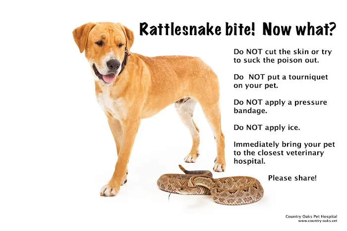 VCA Country Oaks Animal Hospital Picture 8
