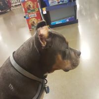 Banfield Pet Hospital ico