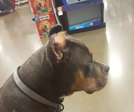 Banfield Pet Hospital