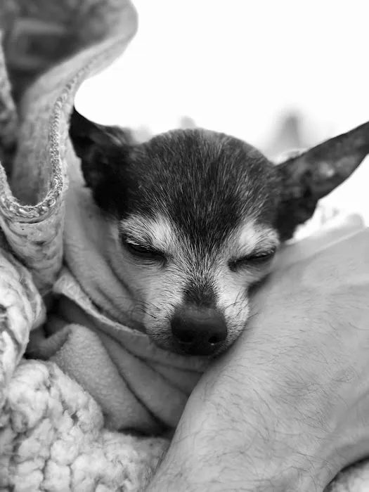 Dr. Caroline - Compassionate Care in-home euthanasia for your pet Picture 1