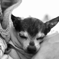 Dr. Caroline - Compassionate Care in-home euthanasia for your pet ico