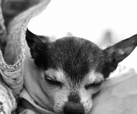 Dr. Caroline - Compassionate Care in-home euthanasia for your pet