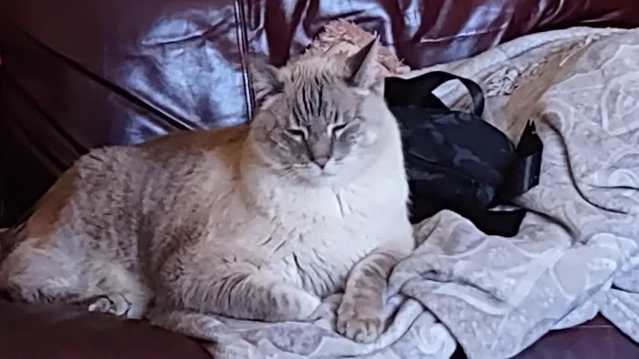 Dr. Caroline - Compassionate Care in-home euthanasia for your pet Picture 6