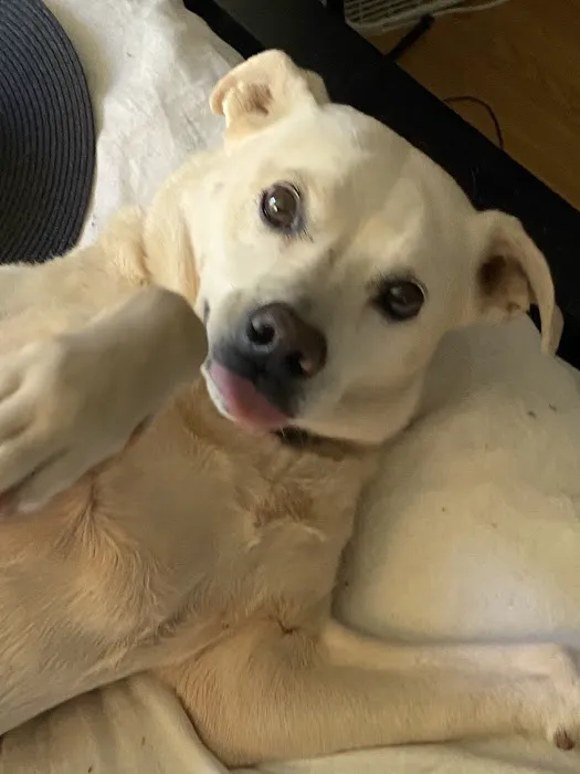 Dr. Caroline - Compassionate Care in-home euthanasia for your pet Picture 5