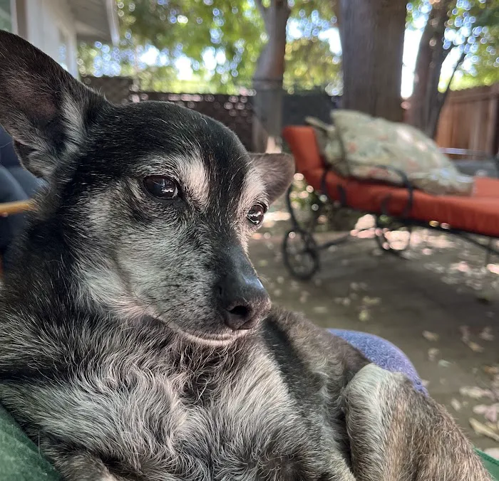 Dr. Caroline - Compassionate Care in-home euthanasia for your pet Picture 2