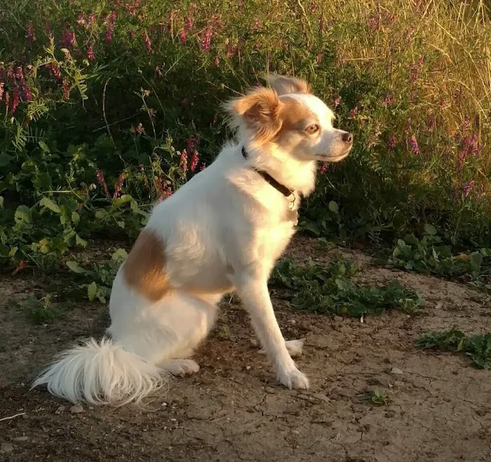 Dr. Caroline - Compassionate Care in-home euthanasia for your pet Picture 3